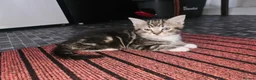 Mixed Breed cats for sale: For adoption - Advert 1
