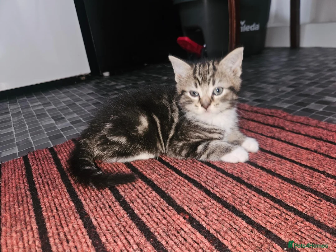 Mixed Breed cats for sale: For adoption - Advert 1