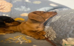 Miniature Dachshund dogs for sale: Miniature dachshund  - Image 5