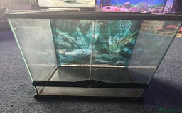 Snails invertebrates for sale: 🐌 Giant African Land Snail Babies 🐌  - Image 10