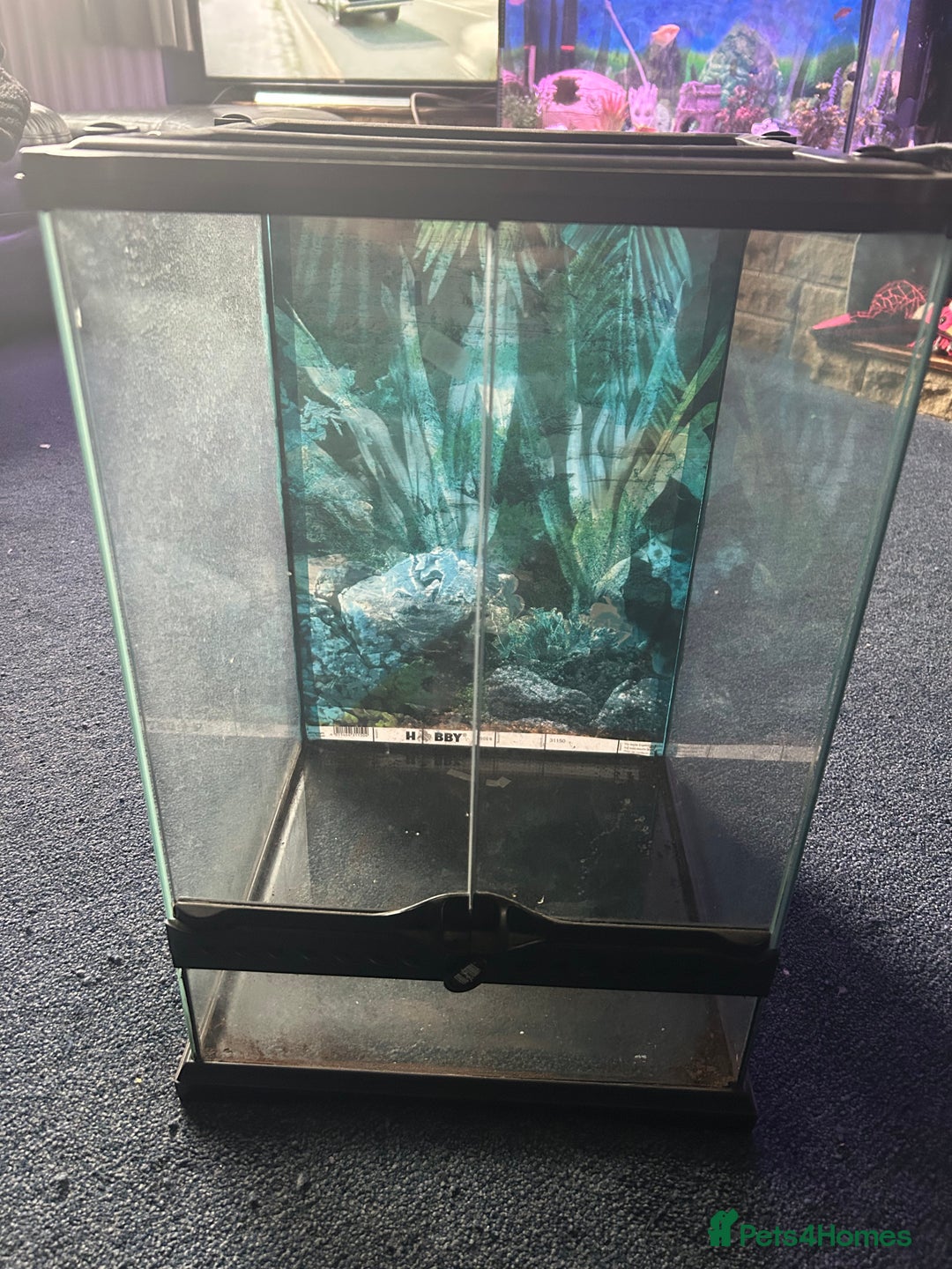Snails invertebrates for sale: 🐌 Giant African Land Snail Babies 🐌  - Image 10