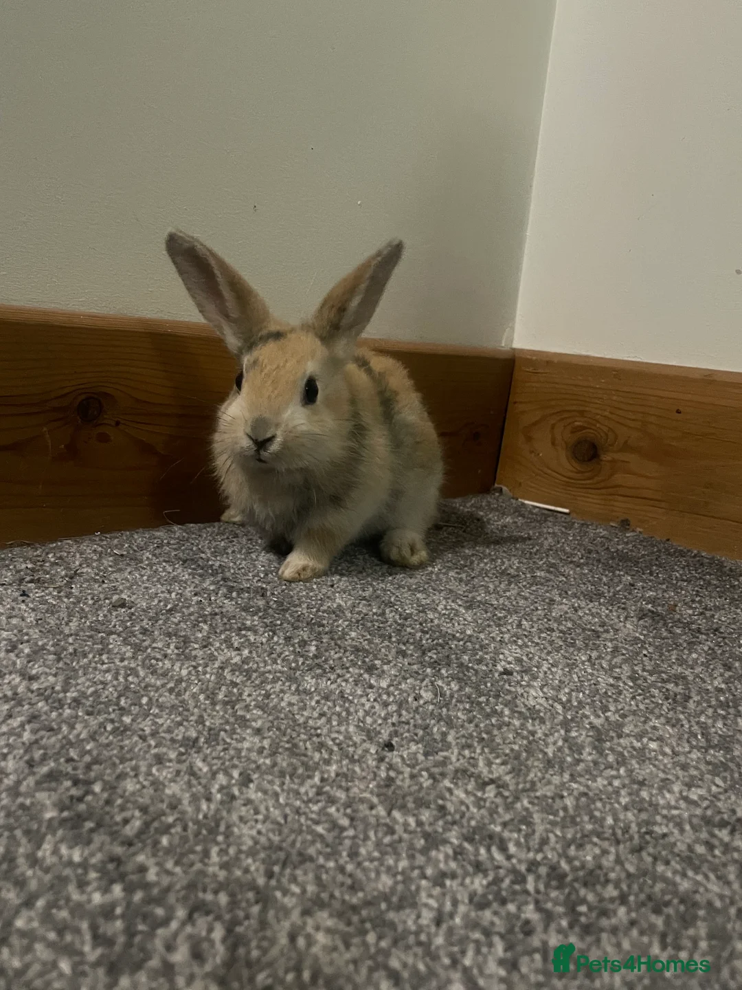Mixed Breed rabbits for sale: Himalayans x lop bunnies  - Advert 5