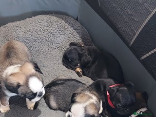 Pug dogs - Advert 11