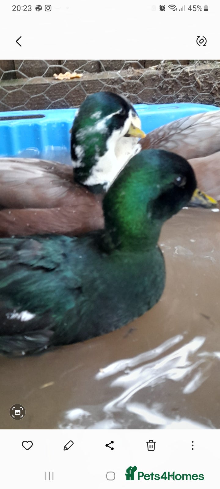 Ducks poultry 3 male call ducks - Advert 4