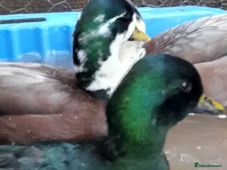 Ducks poultry 3 male call ducks - Advert 4