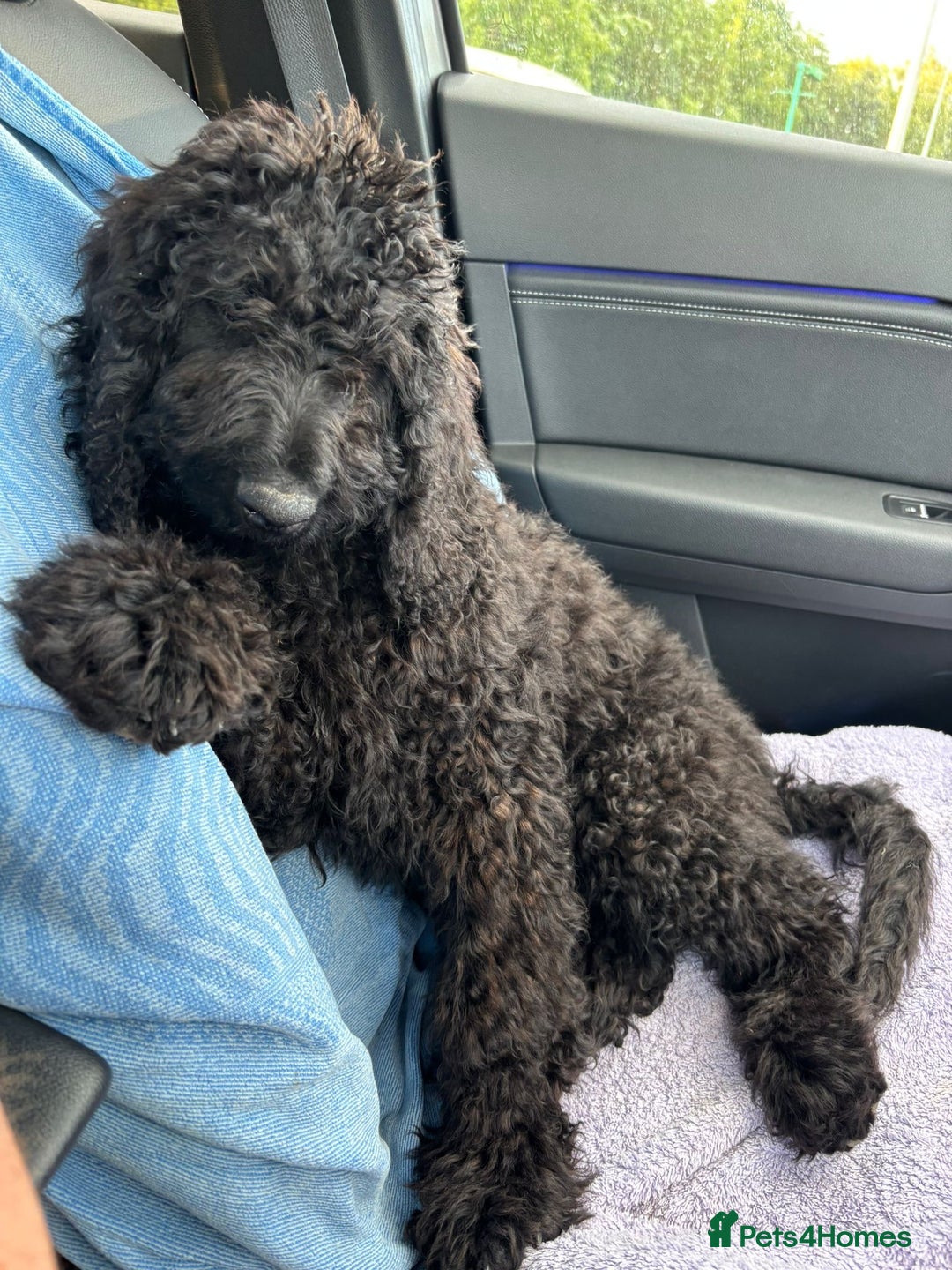 Cockapoo dogs for sale: 4 1/2 month cockapoo looking for his forever home - Image 4