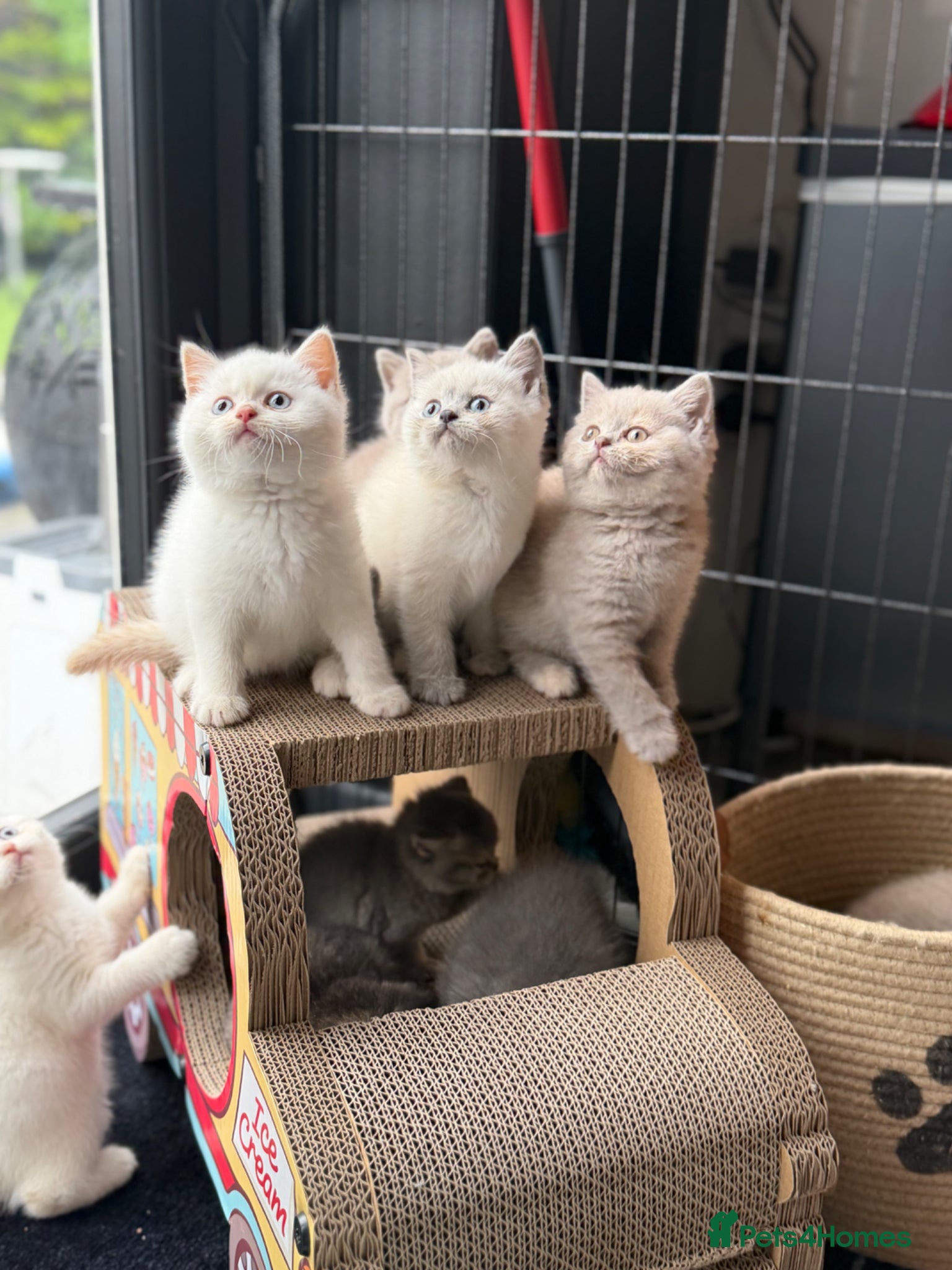 British Shorthair cats for sale: British shorthair kittens 😺 - Advert 1