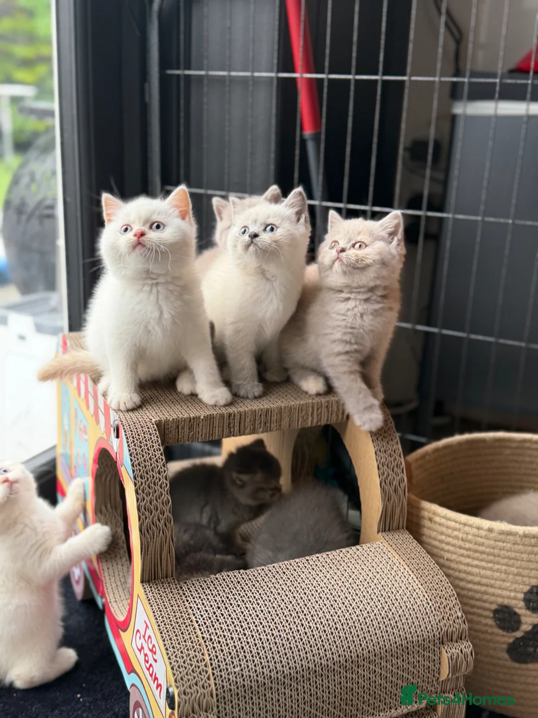 British Shorthair cats for sale: British shorthair kittens 😺 - Advert 1