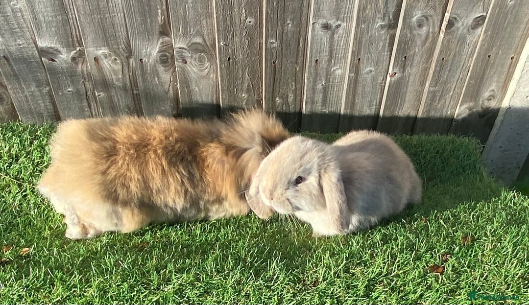 Mini Lion Lop rabbits for sale: ✨ 2 MINI LION LOPS – READY NOW ✨ - Image 10