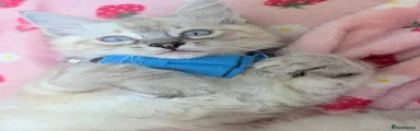 Maine Coon 2