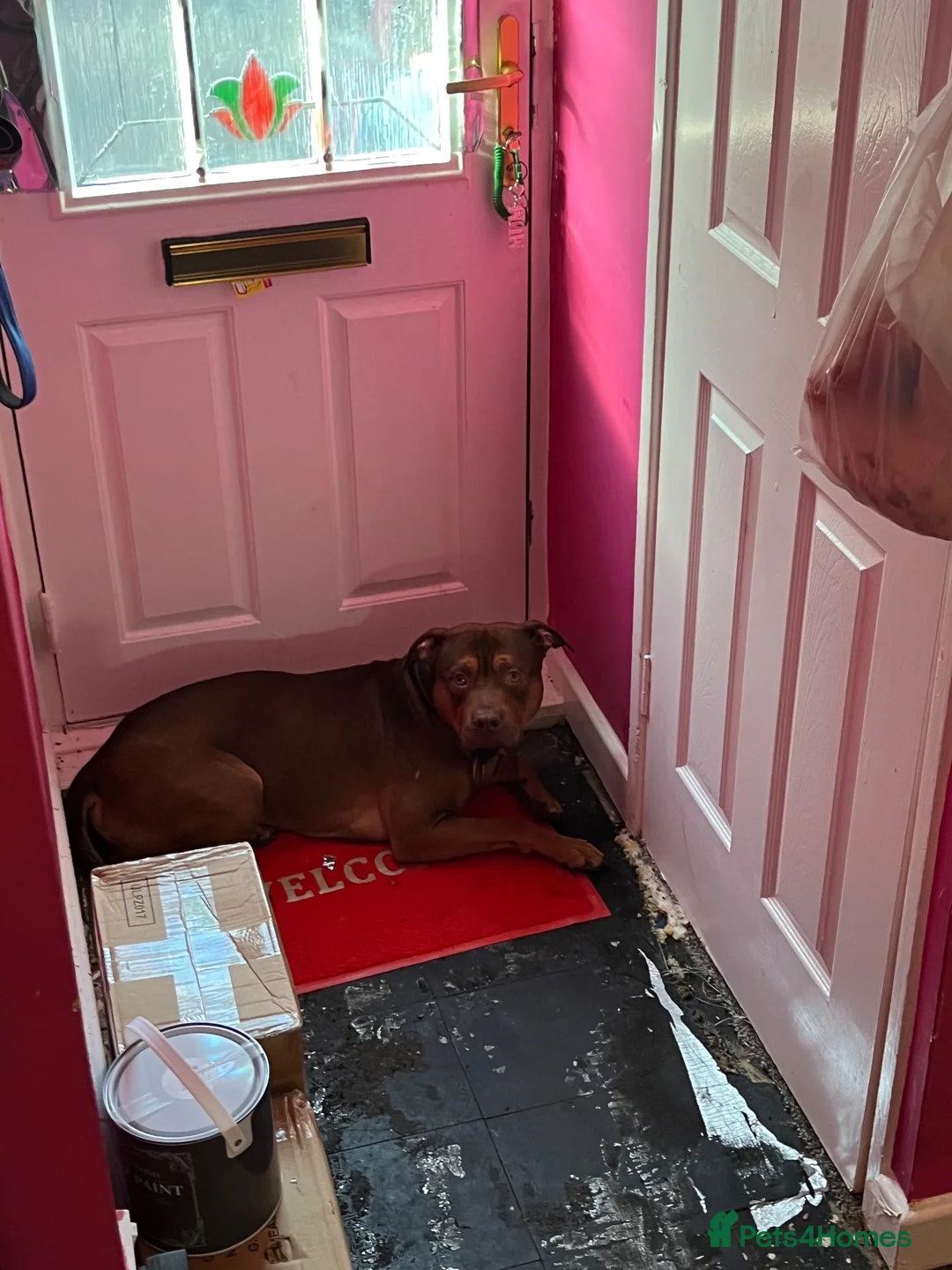 Mixed Breed dogs for sale: Beautiful Ridgeback looking for forever home - Advert 2