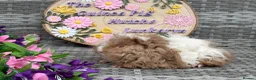 Guinea Pig rodents for sale: Pure bred Lunkarya babies  - Advert 18