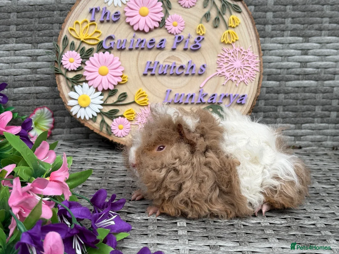 Guinea Pig rodents for sale: Pure bred Lunkarya babies  - Advert 31