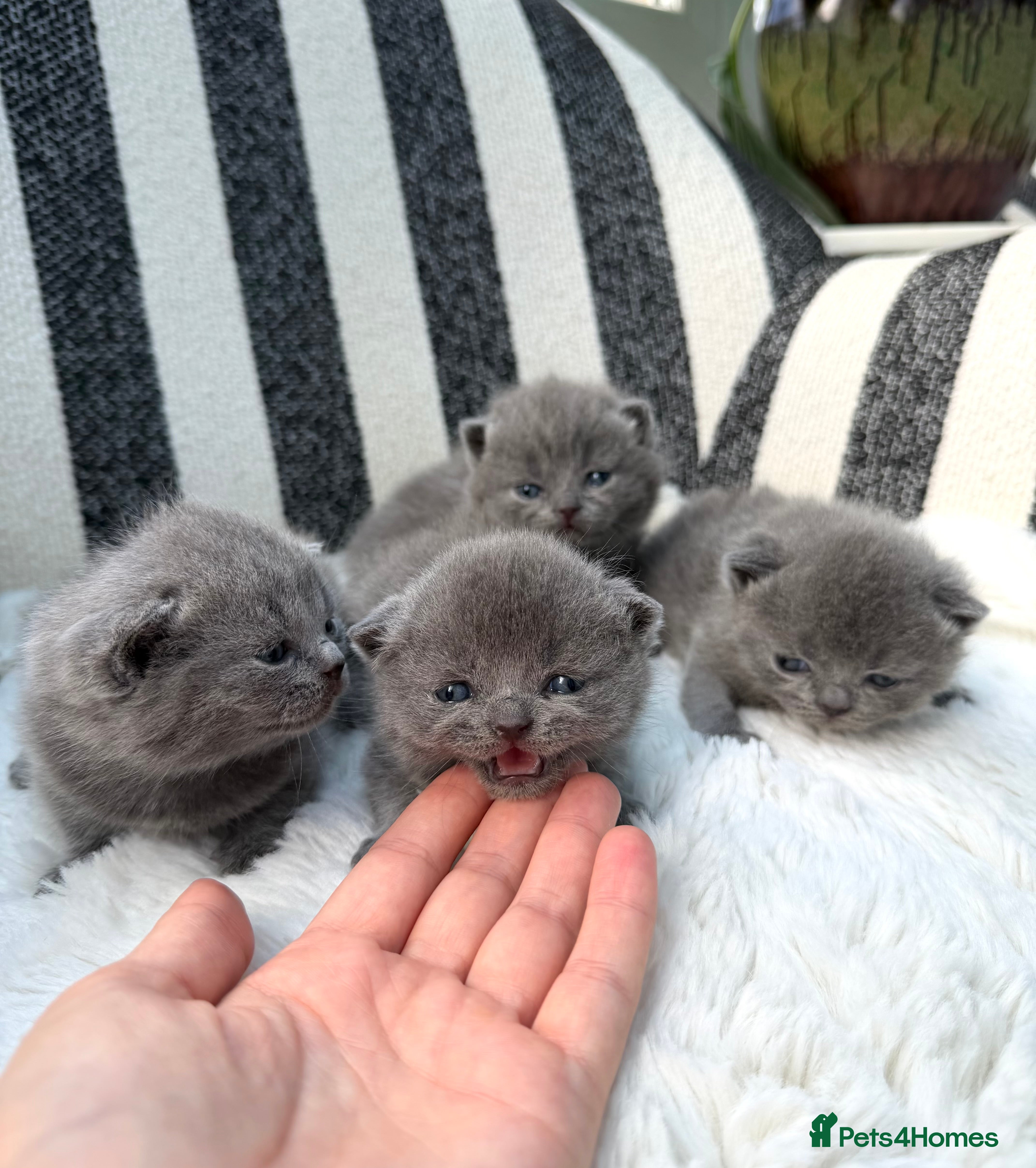 British Shorthair cats British Shorthair 💝 - Advert 9