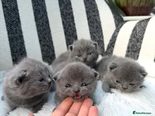 British Shorthair cats British Shorthair 💝 - Advert 16