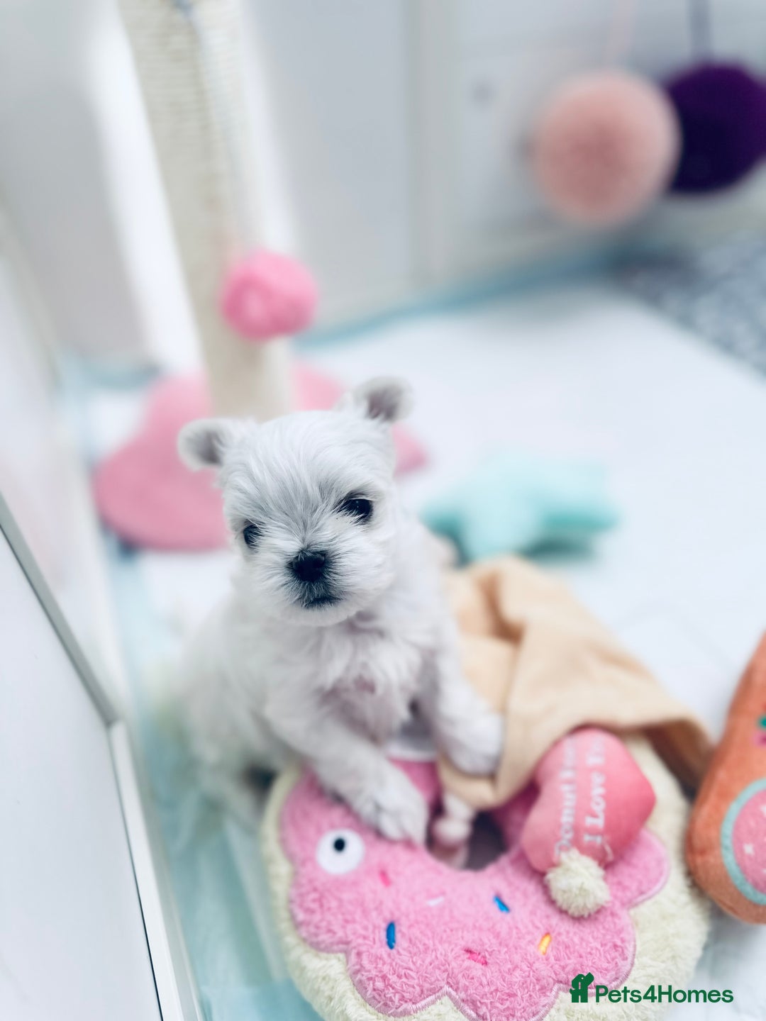 Maltese dogs for sale: ⭐️ Ready NOW Tiny & Cute Full Korean Maltese ⭐️ - Image 6