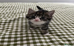 Mixed Breed cats for sale: Grey, black & white female kitten, 7 weeks old - Image 1