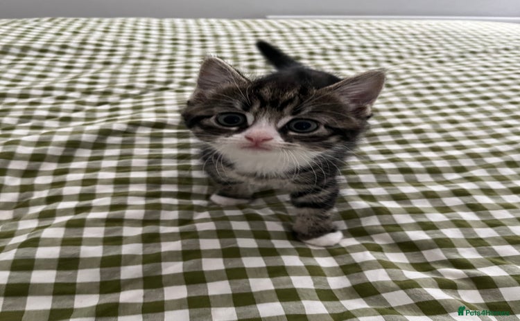 Mixed Breed cats - Advert 4
