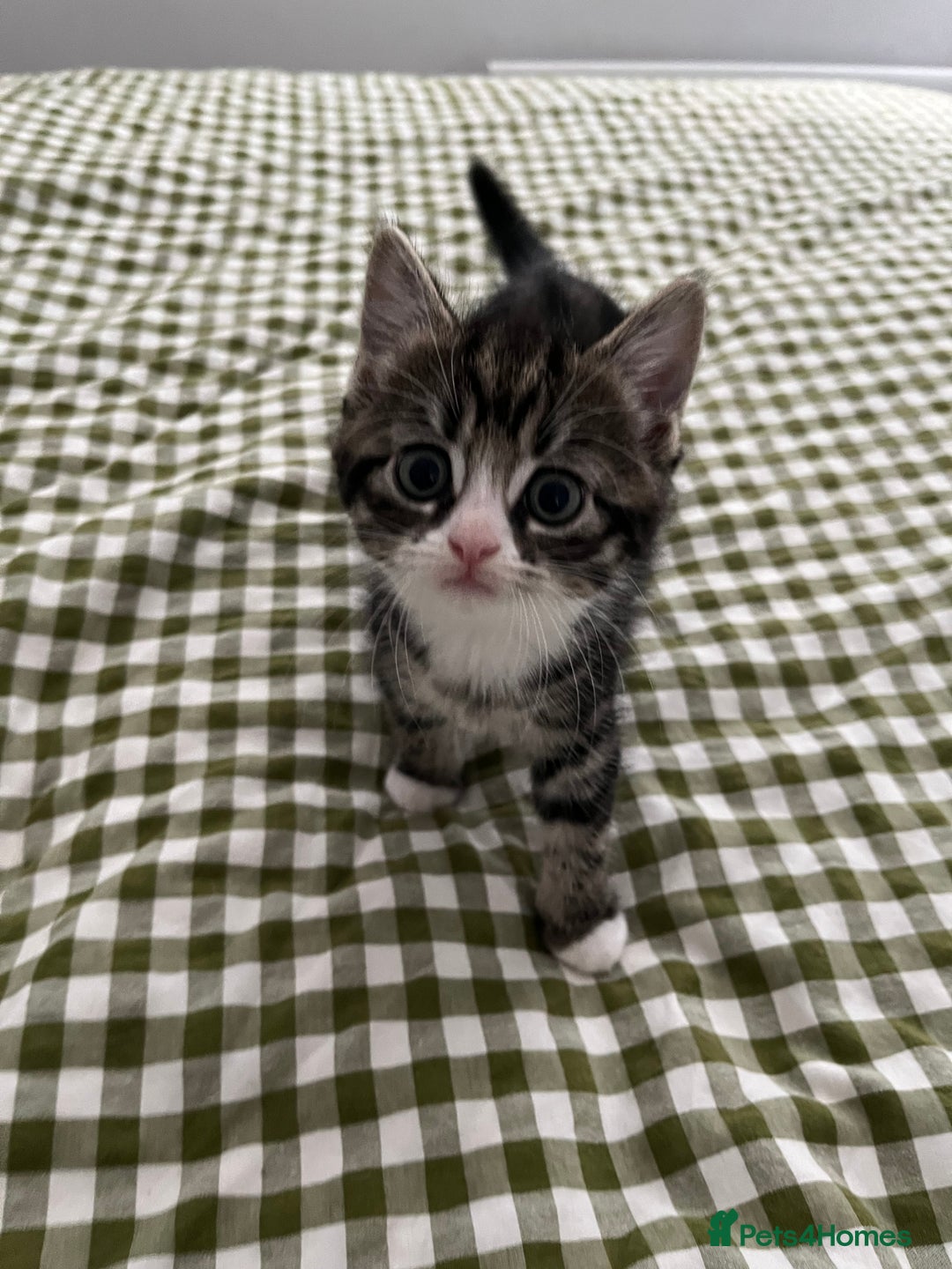 Mixed Breed cats for sale: Grey, black & white female kitten, 7 weeks old - Image 1