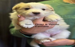 Border Collie dogs for sale: Pure Bred Border Collie Puppies For Sale - Image 4
