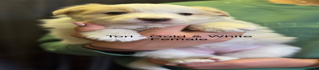 Tori