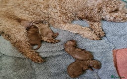 Poodle dogs for stud: Extensively Heath Tested Deep Red Tiny Toy Poodle in Mansfield - Image 18
