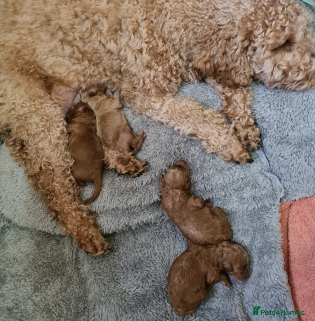 Poodle dogs for stud: Extensively Heath Tested Deep Red Tiny Toy Poodle in Mansfield - Image 18