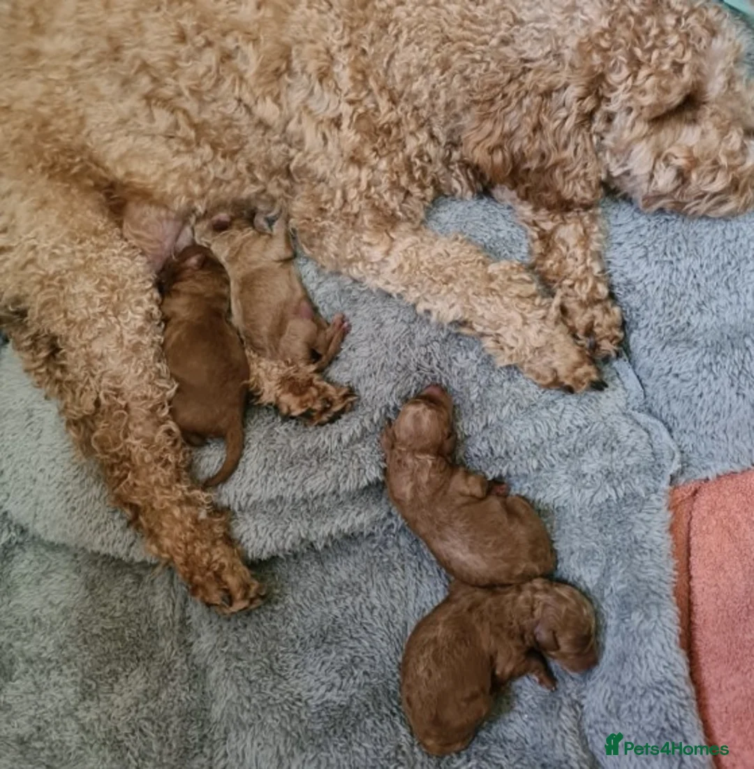 Poodle dogs for stud: Extensively Heath Tested Deep Red Tiny Toy Poodle in Mansfield - Advert 18