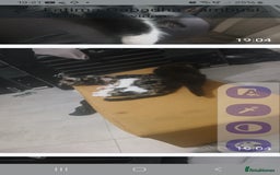 Mixed Breed cats for sale: Fluffs&Sibs - Image 1