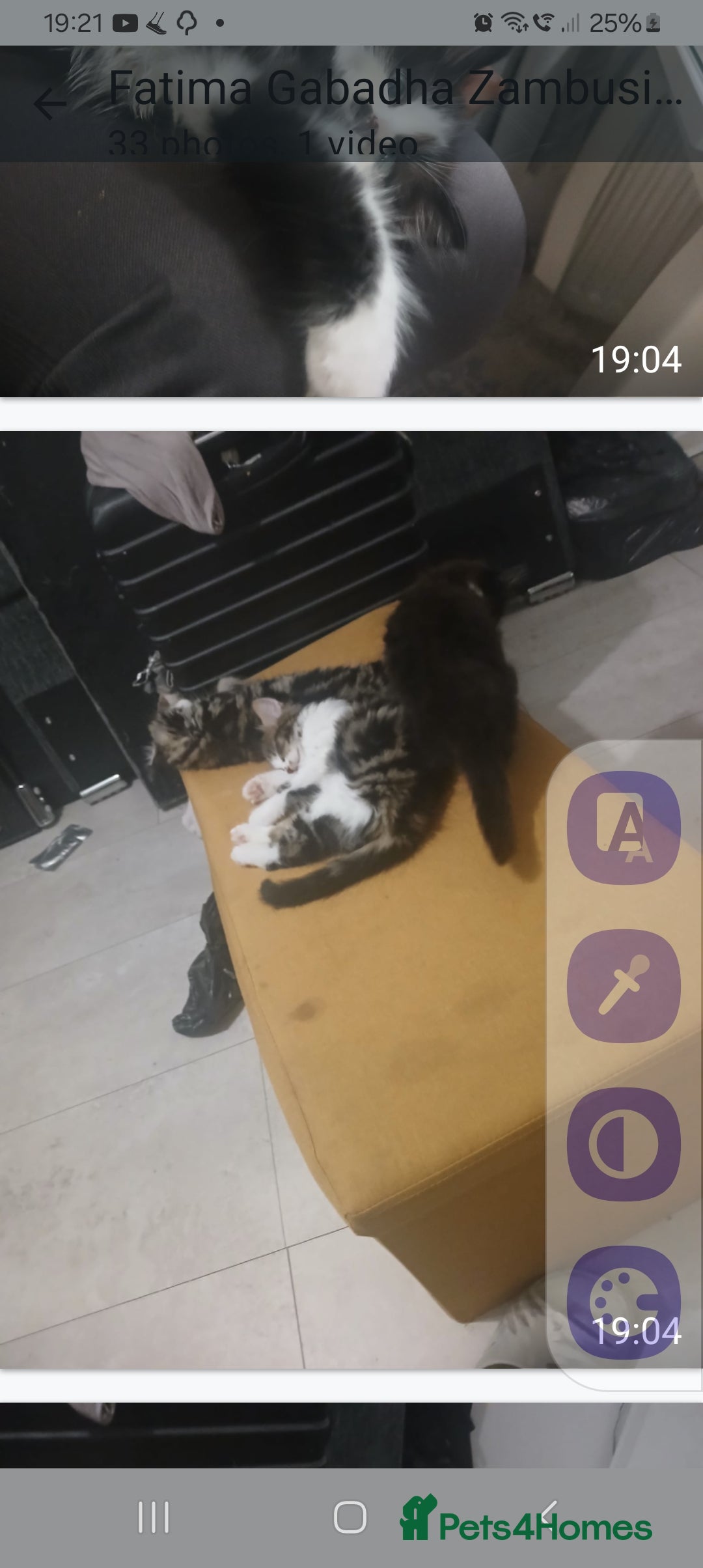 Mixed Breed cats for sale: Fluffs&Sibs - Image 1