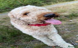 Irish Doodle dogs for sale: Irish Doodle - Image 2