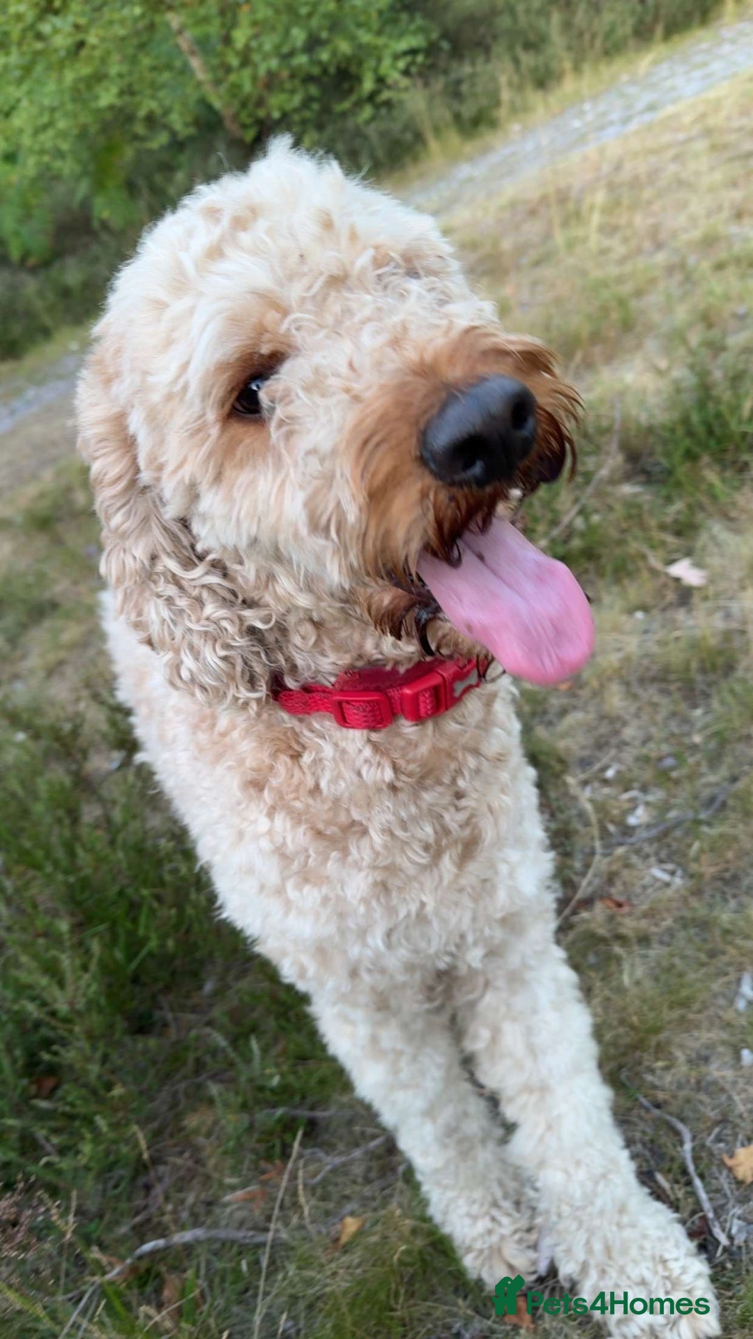 Irish Doodle dogs for sale: Irish Doodle - Image 2