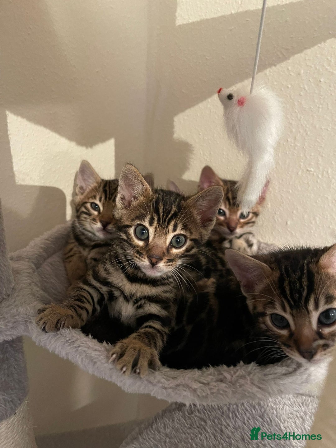 Bengal cats for sale: 5 Outstanding bengal kittens ready for a family  - Advert 35