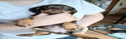 Cocker Spaniel dogs for sale: 7 cocker spaniel puppies  in Hartlepool - Advert 5