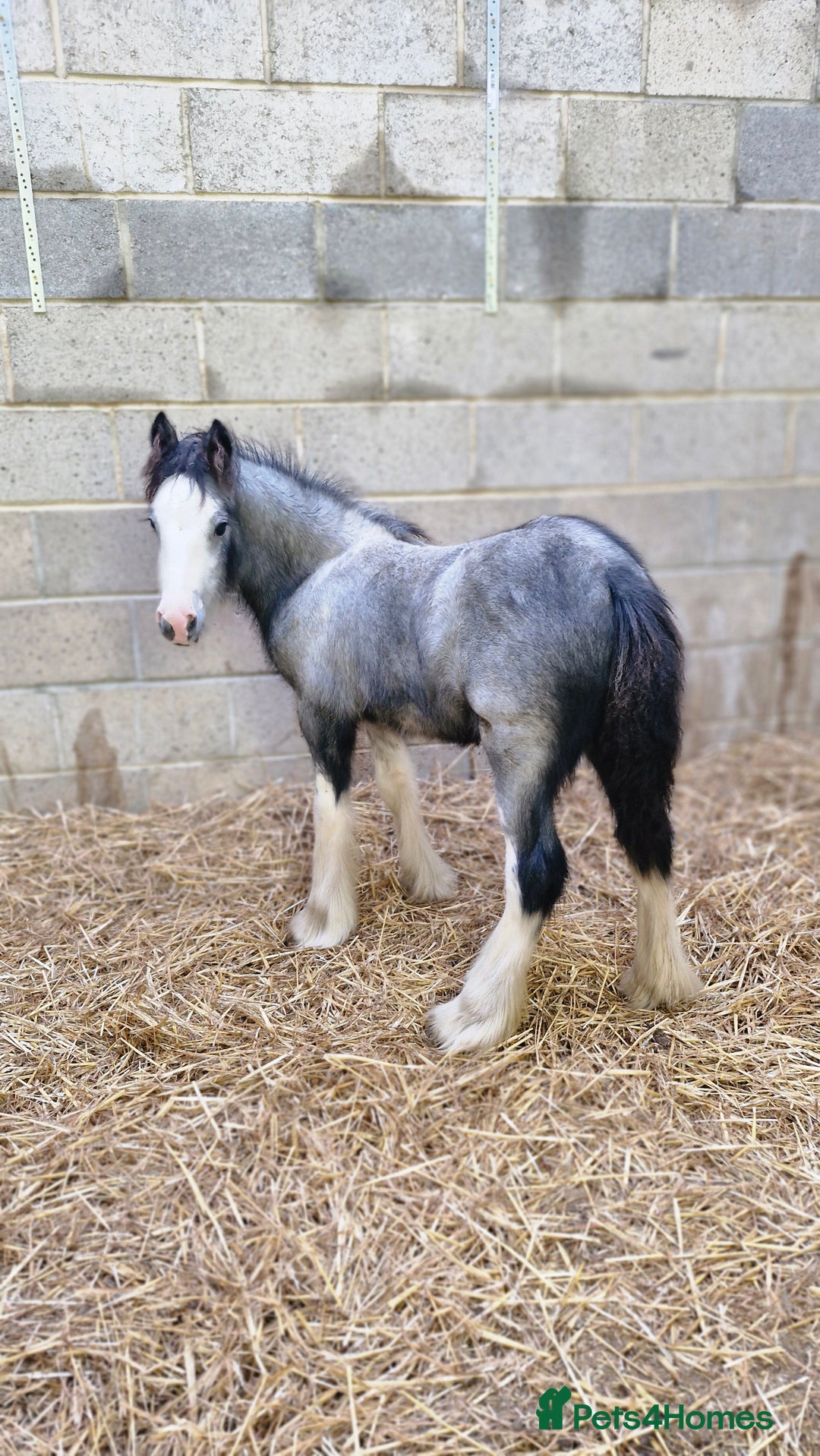 Irish Cob horses for sale: Stunning Blue Blagdon colt 6 months to make 13hh - Advert 2