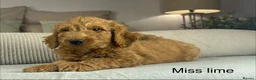 Labradoodle dogs for sale: INSTAGRAM. “OAKWELL RETRIEVERS” HEALTHY HOUNDS - Advert 7