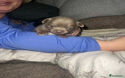 Chihuahua dogs for sale: Chihuahua puppy’s blue and lilicas tiny GIRL 🐶 - Image 16