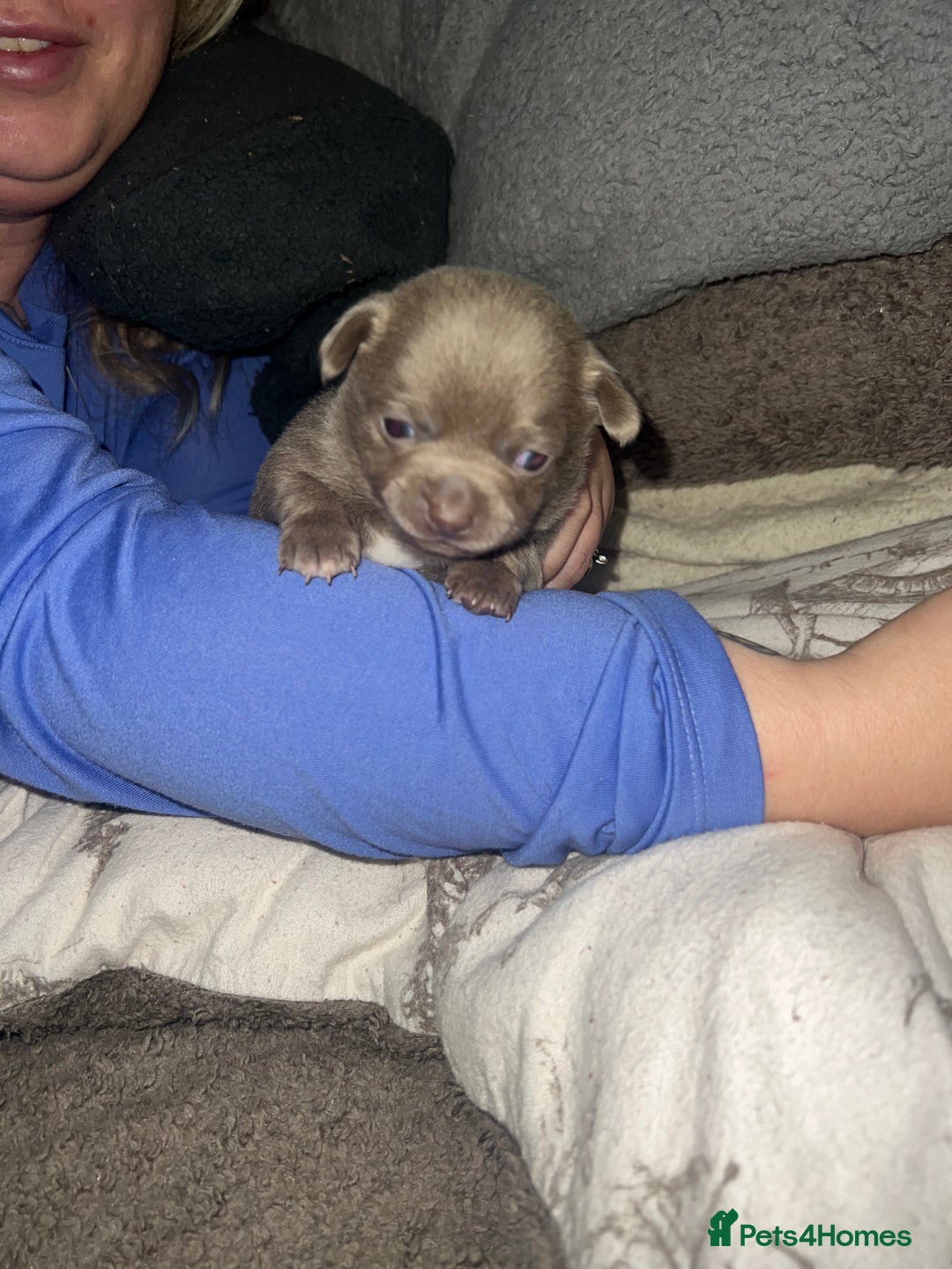 Chihuahua dogs for sale: Chihuahua puppy’s blue and lilicas tiny GIRL 🐶 - Image 16