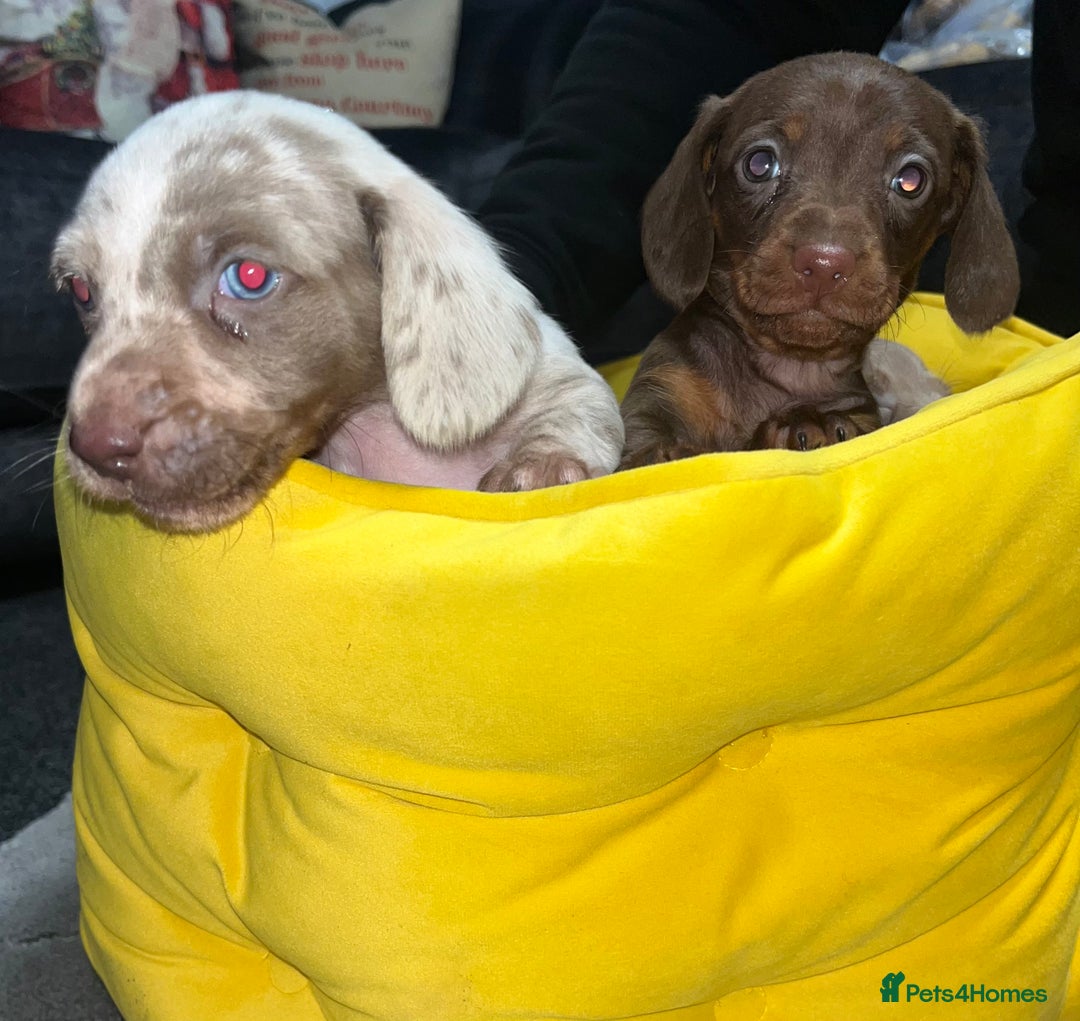 Dachshund dogs for sale: Dachund puppies for sale! - Advert 10