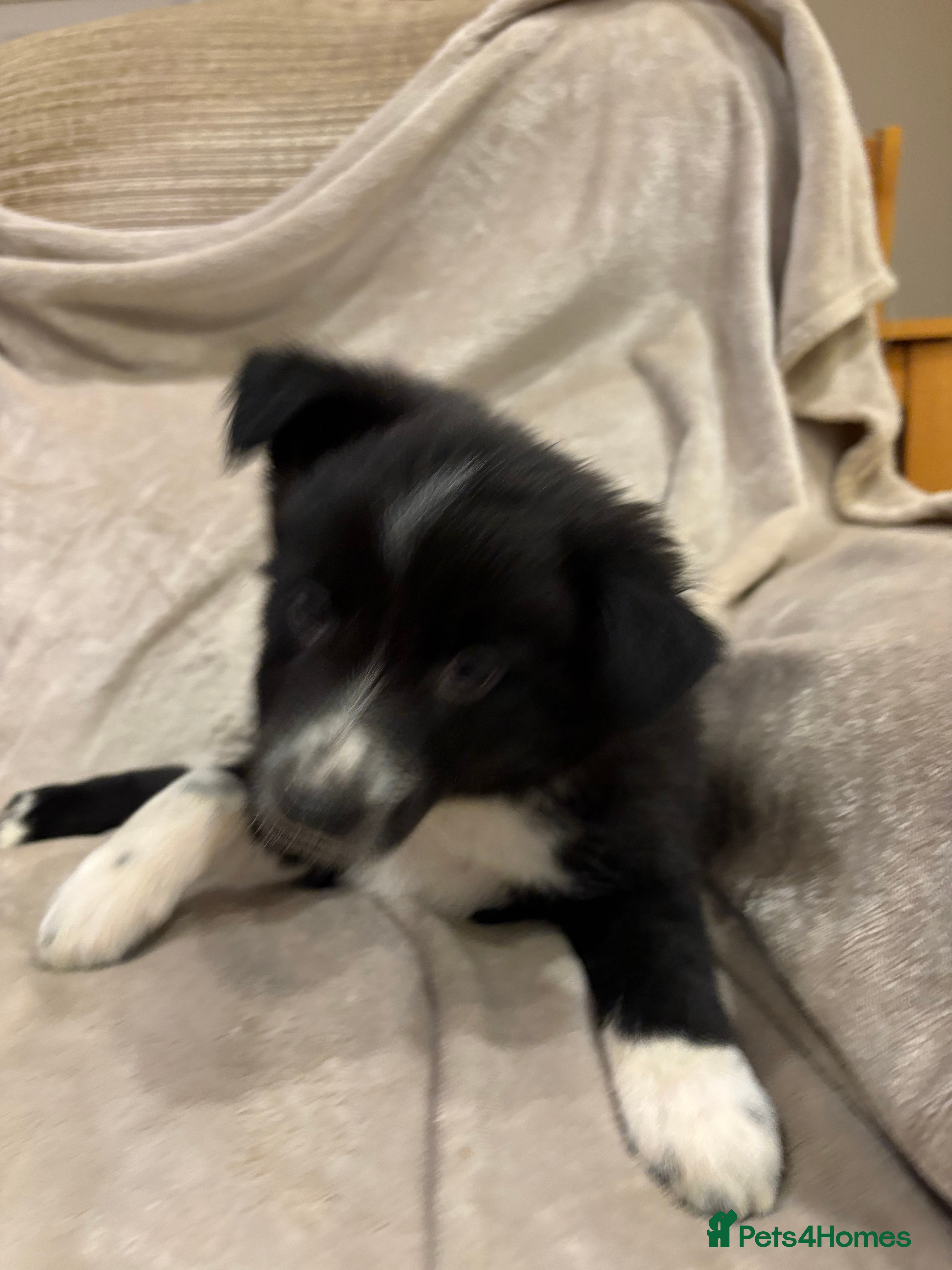 Border Collie dogs Border collie puppies  - Advert 2