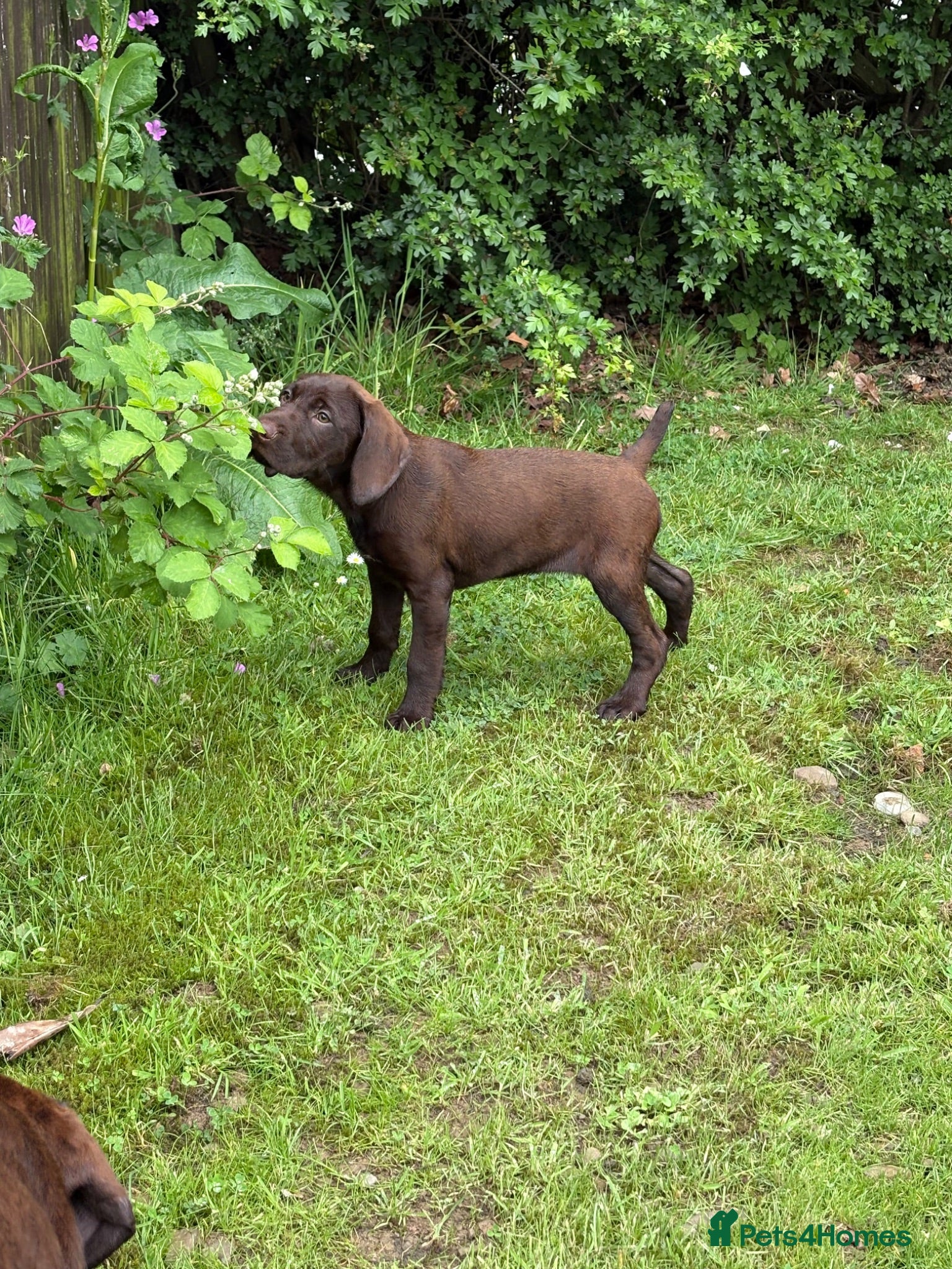 Mixed Breed dogs ⭐️ 5 Beautiful Pointer puppies for sale ⭐️ - Advert 13