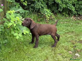 Mixed Breed dogs ⭐️ 5 Beautiful Pointer puppies for sale ⭐️ - Advert 13