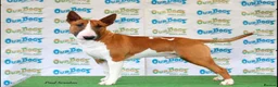 English Bull Terrier dogs for sale: Stunning English bull terrier puppies for sale  - Advert 11