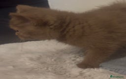 British Shorthair cats for sale: Beautiful bsh kittens available for forever homes  - Image 7