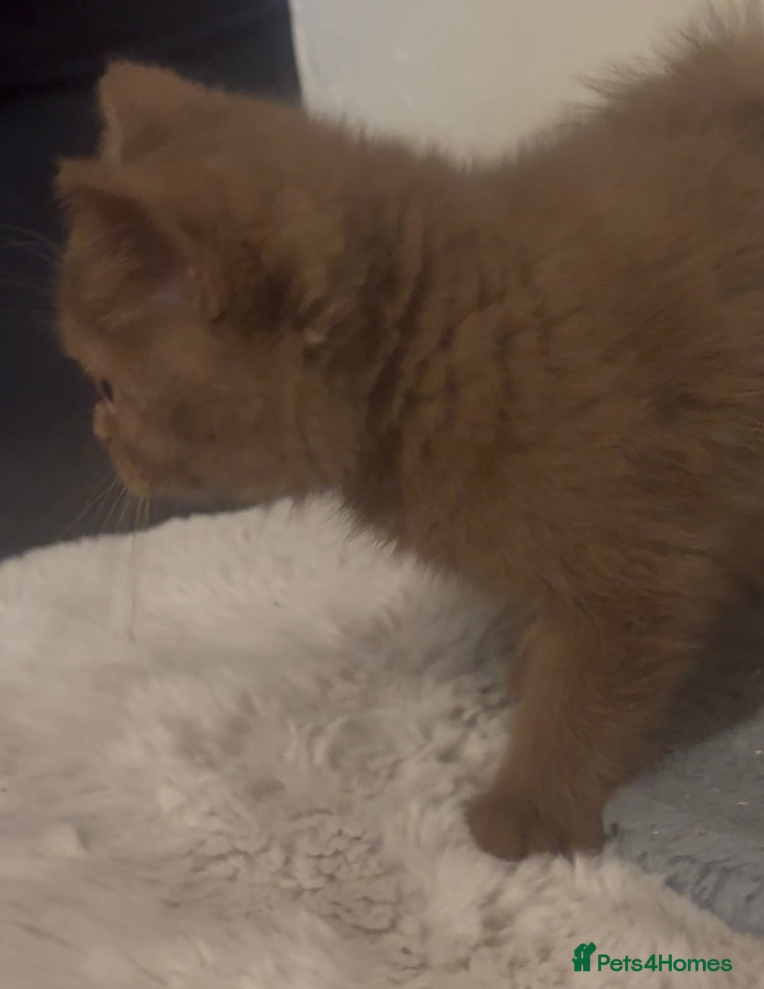 British Shorthair cats for sale: Beautiful bsh kittens available for forever homes  - Image 7