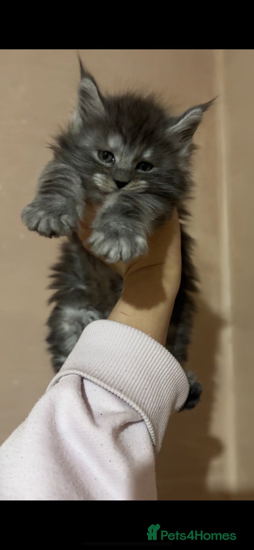 Maine Coon cats PURE RUSSIAN  MAINE COON KITTENS - Advert 1