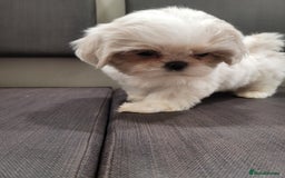 Shih Tzu dogs for sale: Ready now 🥰 Last Imperial ShihTzu Lavender Girl.  - Image 23