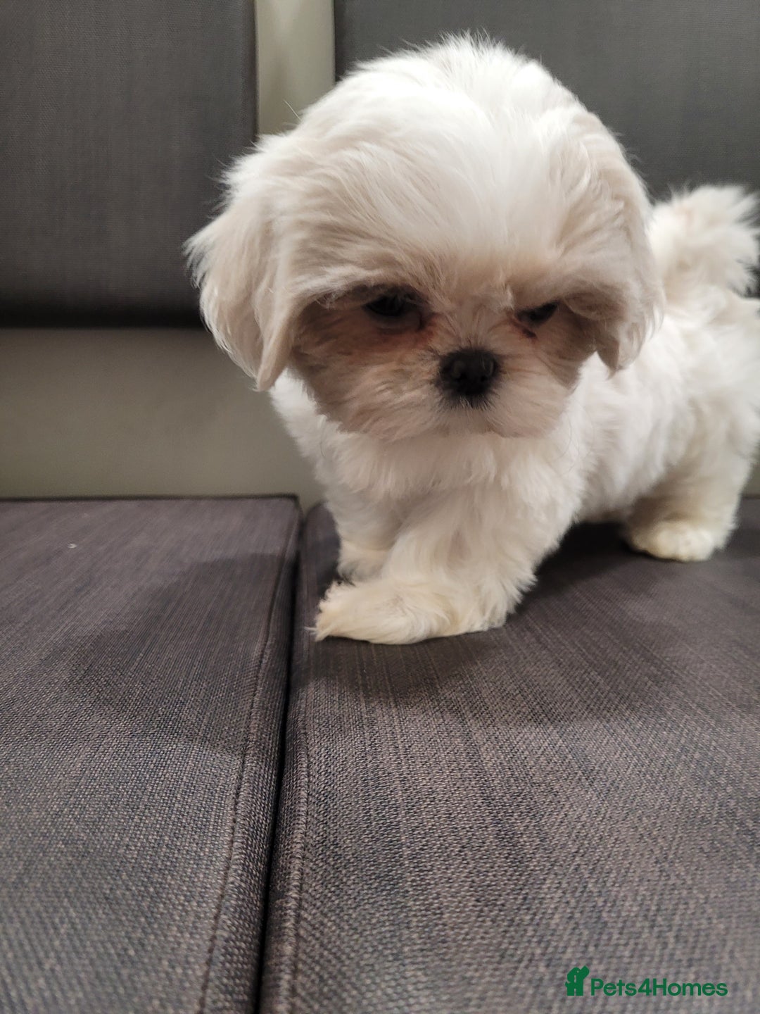 Shih Tzu dogs for sale: Ready now 🥰 Last Imperial ShihTzu Lavender Girl.  - Image 23