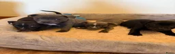 Staffordshire Bull Terrier dogs for sale: KC Registered Staffordshire Bull Terrier Puppies. - Advert 22