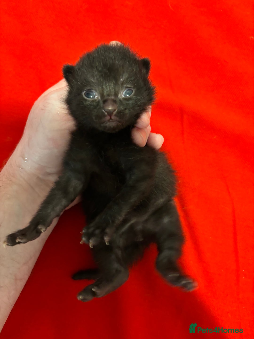 Mixed Breed cats for sale: Beautiful kittens for sale 🥰 - Advert 9